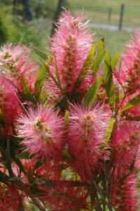 Callistemon 'Candy Pink' 6" Pot flowers on a bush in a field.