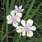 Dietes iridioides 'Butterfly Iris' 3