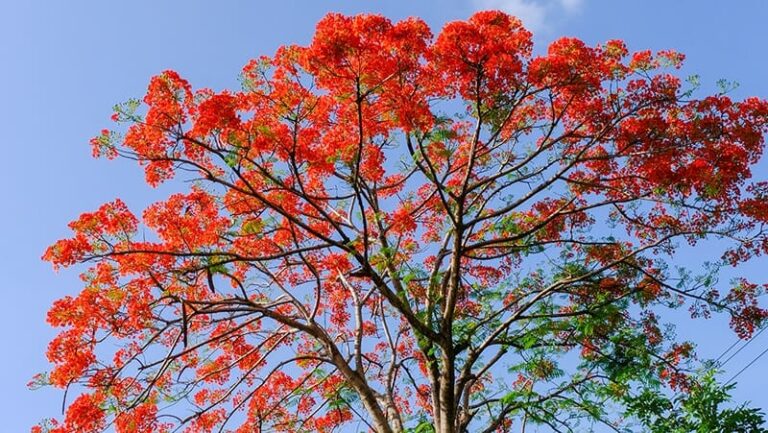 Brachychiton 'Illawarra Flame Tree' - Hello Hello Plants