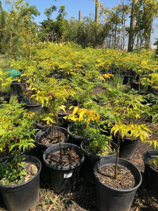 Nursery with potted young Melia 'White Cedar' 10" Pot (Eco Grade) trees enjoying the sunlight.