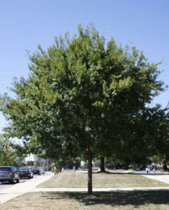 Ulmus parvifolia 'Chinese Elm' - Hello Hello Plants