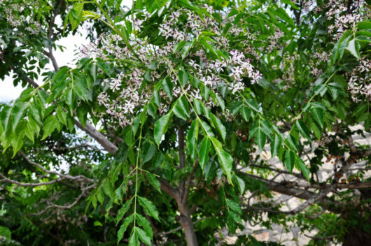 A close-up of a Melia 'White Cedar' 10" Pot (Eco Grade) branch with green leaves and clusters of small light purple flowers.