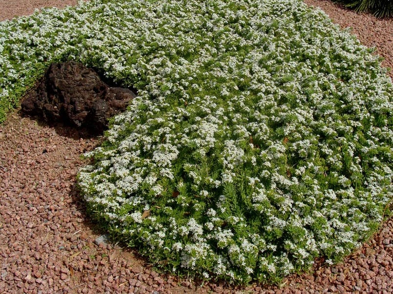 Myoporum parvifolium spreading