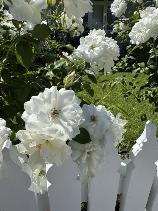 Rose 'Iceberg' blooms over a white picket fence, with its delicate petals contrasting beautifully against lush green foliage. These elegant flowers are essential for garden enthusiasts seeking plants that add timeless charm and grace to outdoor spaces.