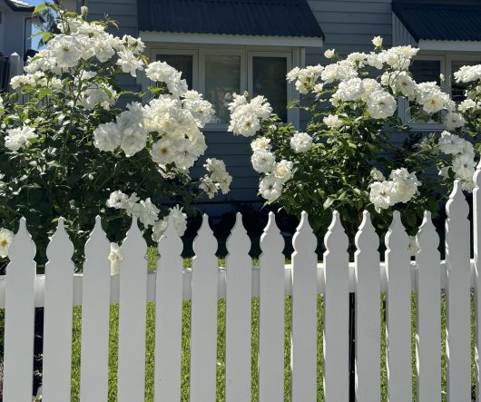 Rose 'Iceberg' blooms elegantly behind a white picket fence, complementing the gray house with its two charming windows.