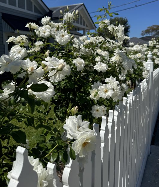 The exquisite Rose 'Iceberg', available for purchase, blooms elegantly along a white picket fence with charming houses in the background under a clear blue sky.