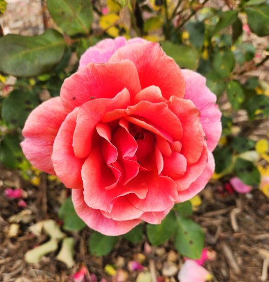 Rose 'Duet' - Hello Hello Plants
