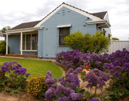 A house with Limonium 'Sea Lavender' 6" Pot flowers in front of it.