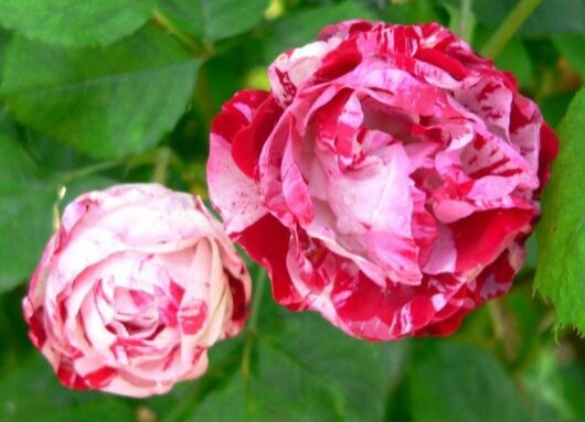 Peppermint Twist Rose @ Hello Hello Plants