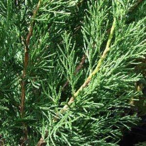 Close-up image of lush, green cypress tree branches with fine, needle-like leaves showcases the elegance of a Juniperus 'Spartan' Conifer.