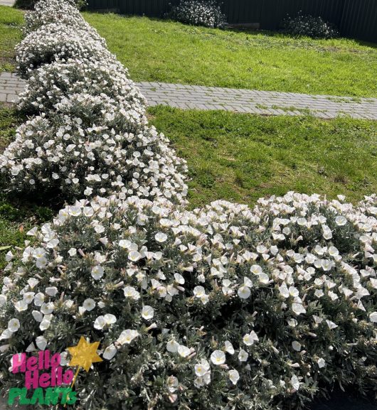 A garden path bordered by Convolvulus 'Silver Bush' plants in full bloom, with green grass areas on both sides. The bottom left corner features a "Hello Hello Plants" logo.