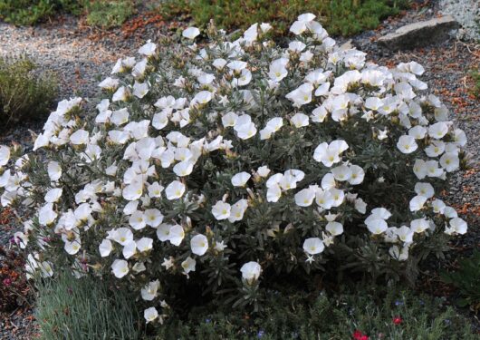 Convolvulus 'Silver Bush' - Hello Hello Plants