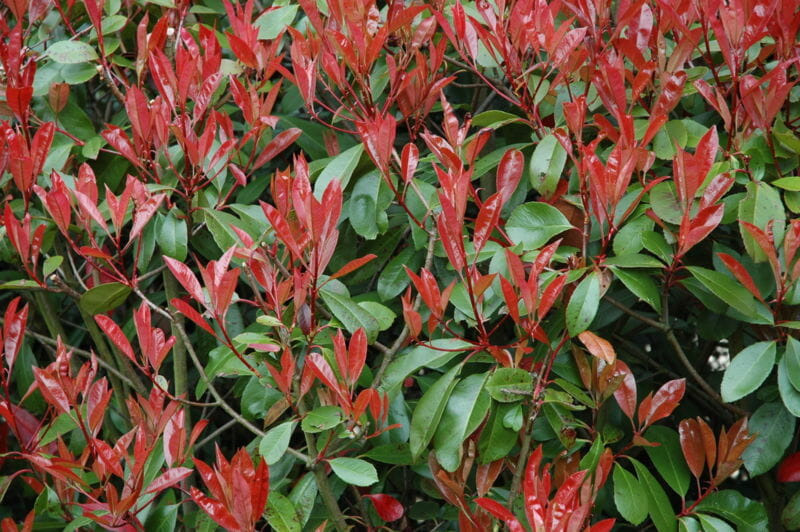 Photinia Robusta - Hello Hello Plants & Garden Supplies