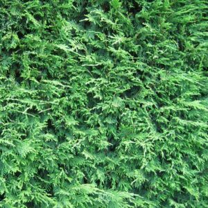 Leighton Green Hedging Cypress | Hedging Conifers