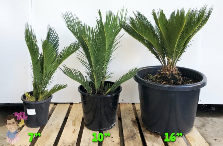 Cycad 'Sago Palm' | Hello Hello Plants & Garden Supplies