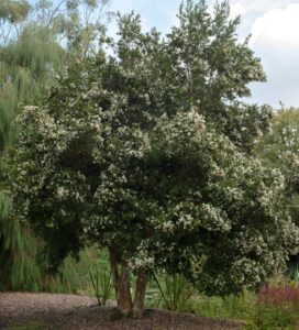 Luma apiculata 'Myrtus Luma' - Hello Hello Plants & Garden Supplies