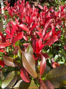 Photinia Robusta - Hello Hello Plants