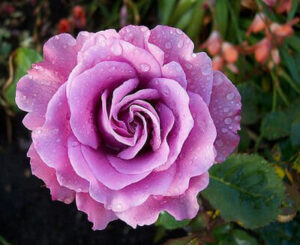 A purple Rose 'Angel Face' 3ft Standard (Bare Rooted) with water droplets on it.