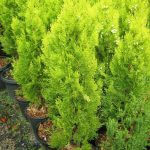 Leighton Green Hedging Conifer - Hello Hello Plants & Garden Supplies