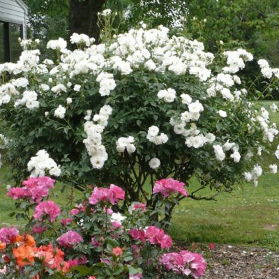 Virgo Bush Rose - Hello Hello Plants & Garden Supplies