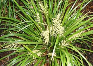 A Lomandra 'Hystrix' Mat Rush 6" Pot with white flowers in the ground.
