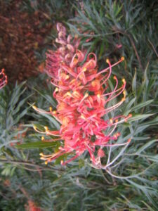 A Grevillea 'Superb' 10" Pot flower with green leaves.