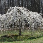 6ft Weeping Cherry Cheals 12