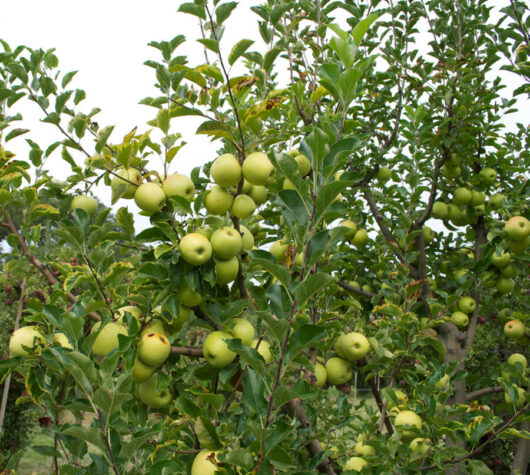 A bunch of green apples on a tree.
