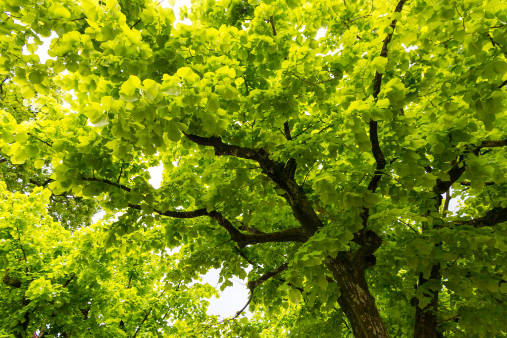 Ginkgo 'Maidenhair Tree' - Hello Hello Plants