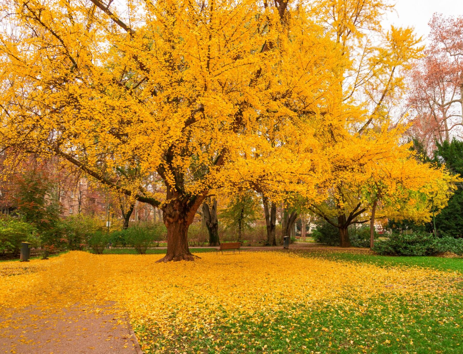 Ginkgo Biloba Maidenhair Tree Leaves Maidenhair Tree Ginkgo Tree | Hot ...