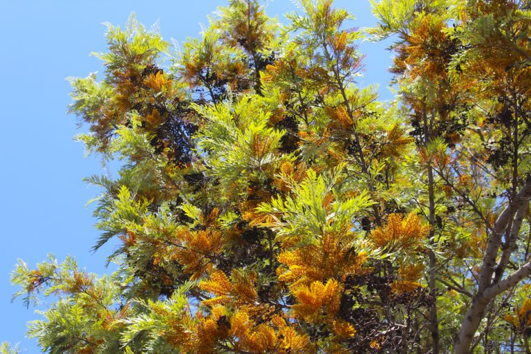 Grevillea robusta 'Silky Oak' - Hello Hello Plants