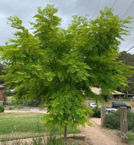 Robinia 'Frisia' Golden Robinia - Hello Hello Plants