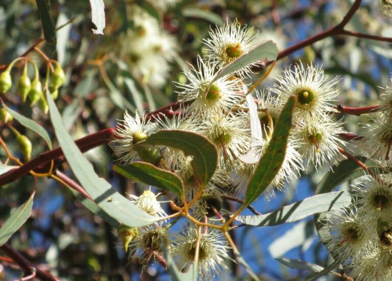 Euky Dwarf Gum - Hello Hello Plants & Garden Supplies