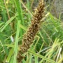 Carex Grass/Tall Sedge - Hello Hello Plants & Garden Supplies