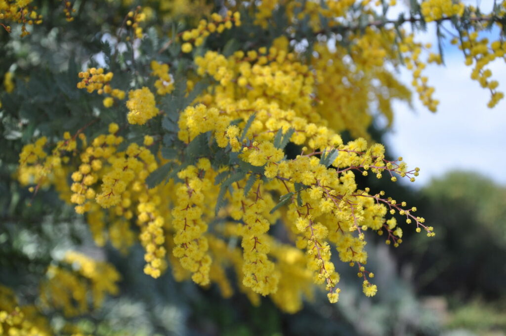 Acacia 'Purple Cootamundra Wattle' 10