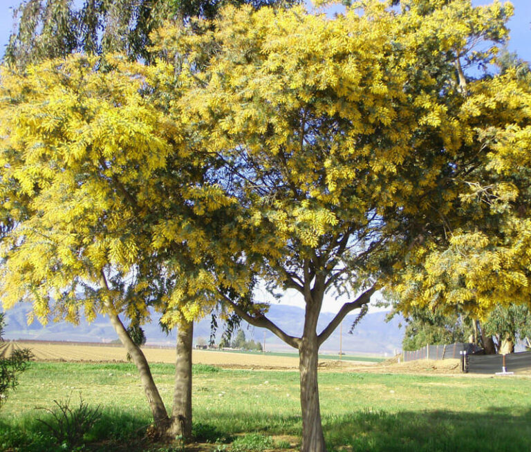 Acacia 'Silver Wattle' 10" Pot Hello Hello Plants