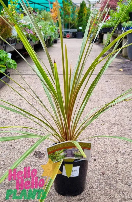 cordyline australis green