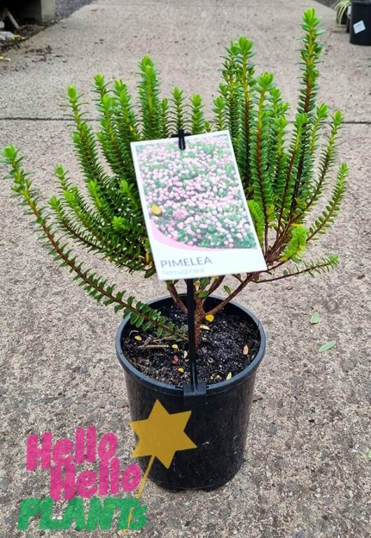 Hello Hello Plants Pimelea ‘Pink’ Rice flower 6in Pot