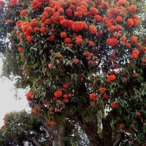 Red Flowering Gum - Hello Hello Plants & Garden Supplies