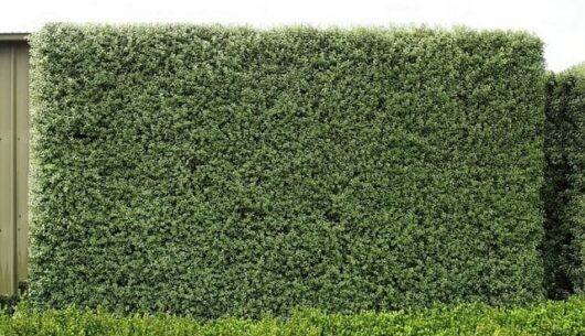 A Pittosporum 'Screenmaster' 6" Pot hedge in front of a shed.