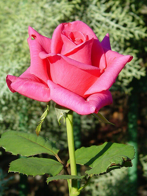 Pink Kardinal Rose - Hello Hello Plants & Garden Supplies