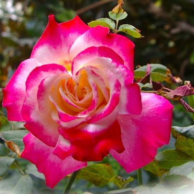 Bella Rosa Rose - Hello Hello Plants & Garden Supplies