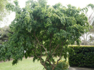 Robinia Lace Lady