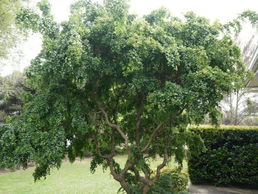 Robinia Lace Lady