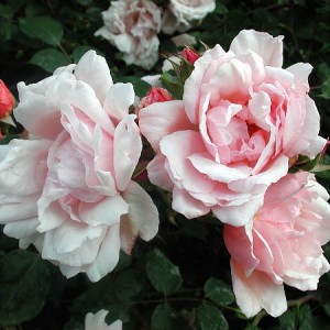 Albertine Climbing Rose - Hello Hello Plants & Garden Supplies