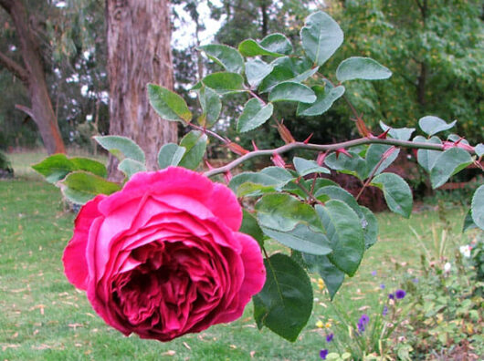 A Rose 'Othello' (David Austin) 2ft Standard (Bare Rooted) on a branch in a garden.