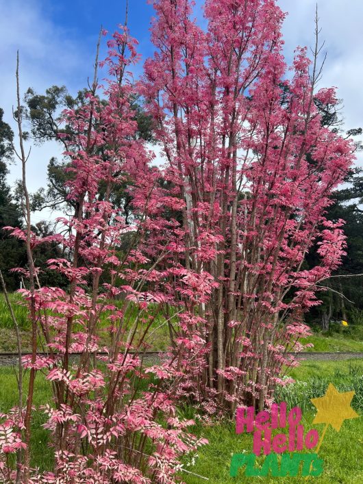 Cedrela 'Chinese Pink Cedar' trees, showcasing their pink foliage, stand in a grassy area with other trees in the background. A "Hello Hello Plants" logo is visible in the corner.