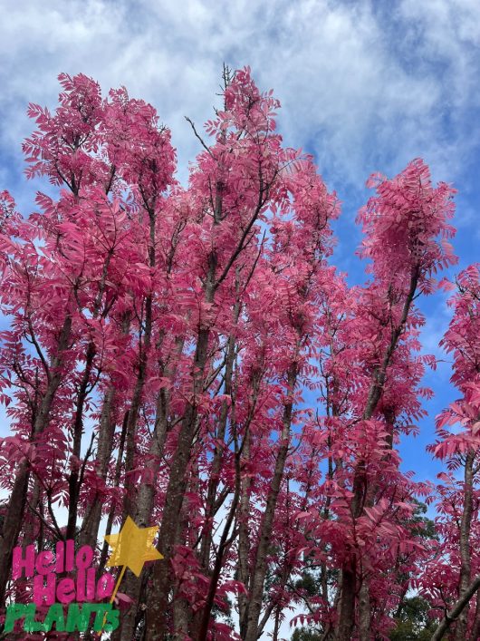 Cedrela 'Chinese Pink Cedar' trees with bright pink foliage extend towards a partly cloudy blue sky, and the bottom left corner features the "Hello Hello Plants" logo in pink and green.