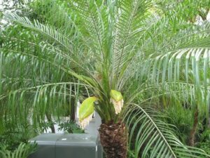Phoenix ‘Dwarf Date Palm’
