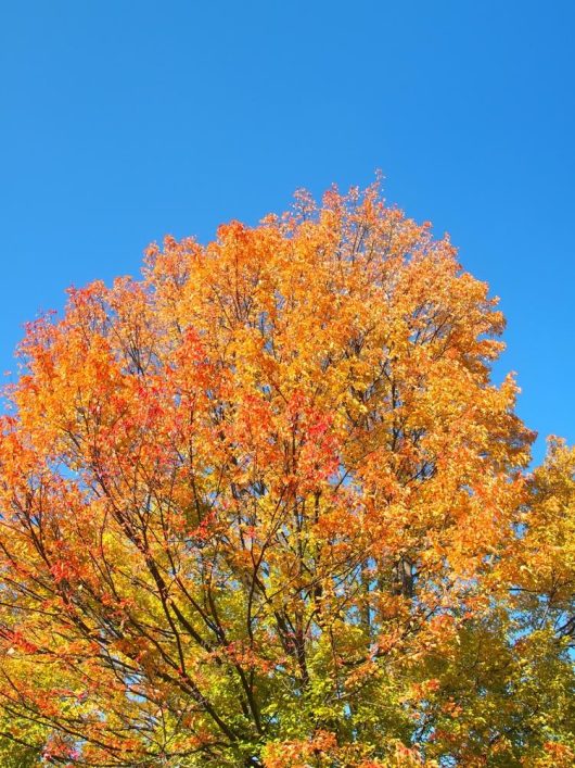 A Acer 'Trident' Japanese Maple with vibrant orange and yellow autumn leaves stands against a clear blue sky.